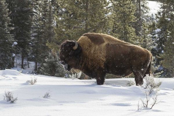 Wyoming, Yellowstone NP Bison standing in snow